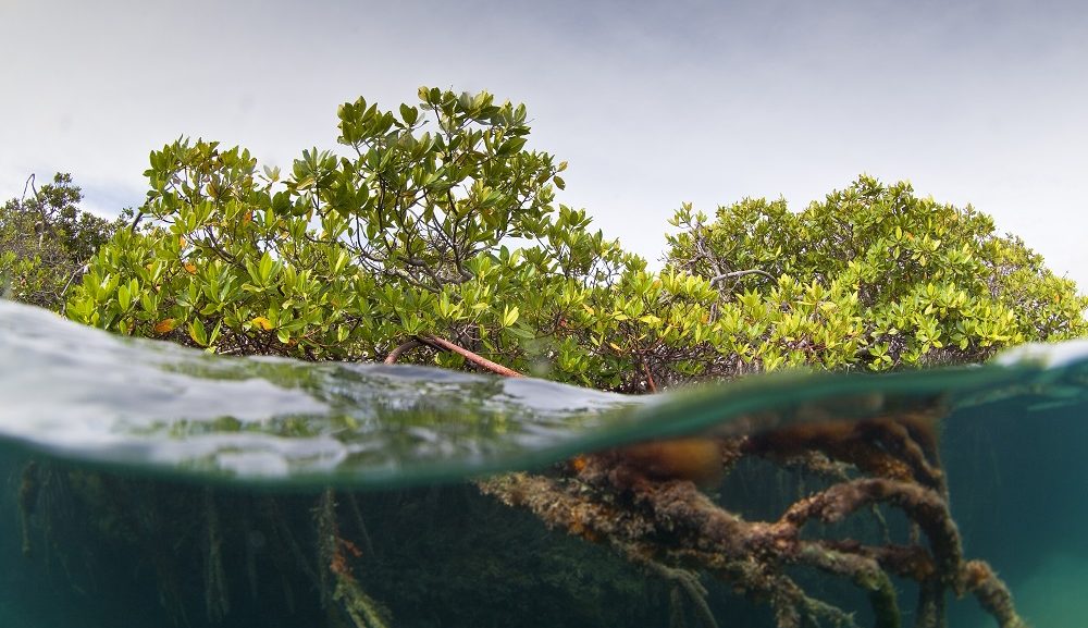 Studie: Ohne Mangroven bedrohen Überschwemmungen weltweit 18 Millionen Menschen mehr
