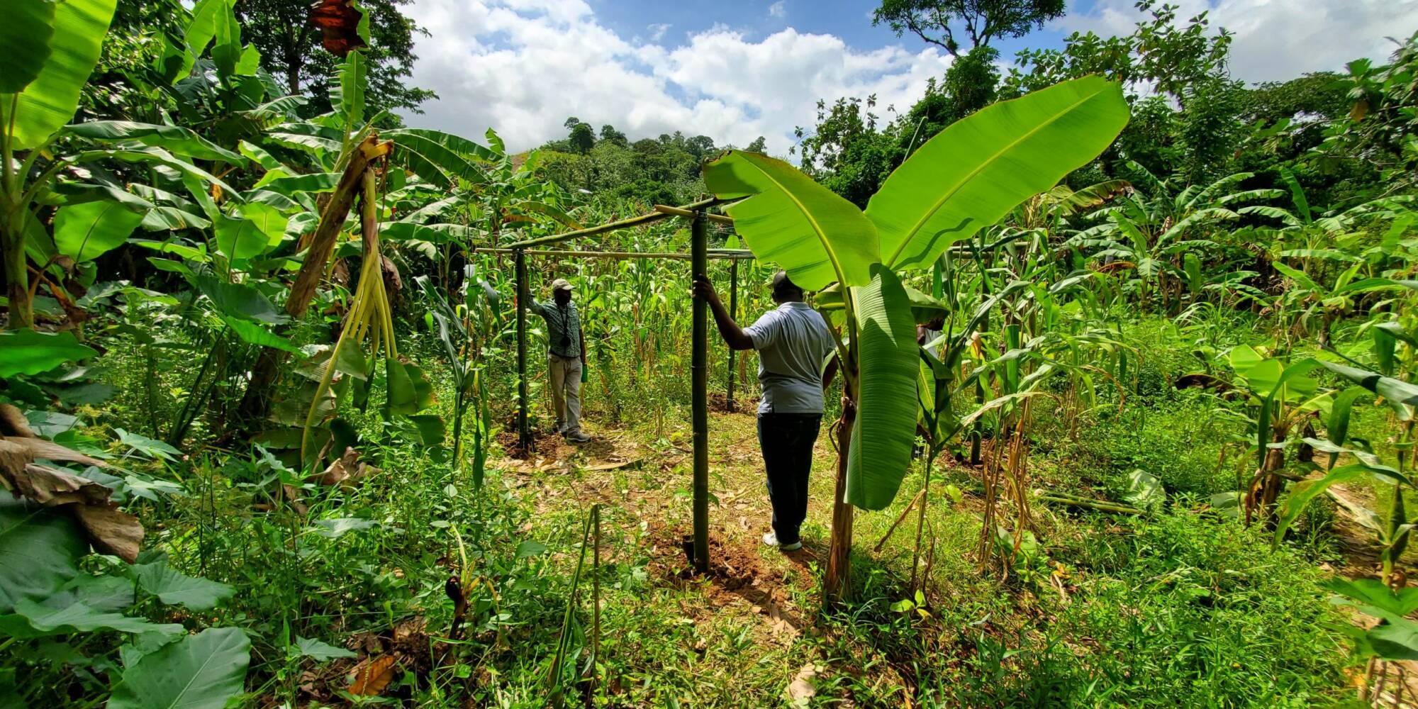 In Haiti werden Setzlinge gepflanzt um Erosion zu verhindern.